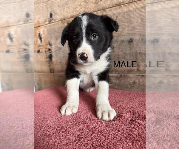 Medium Photo #5 Border Collie Puppy For Sale in VERMONTVILLE, MI, USA