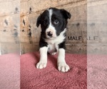 Small #4 Border Collie