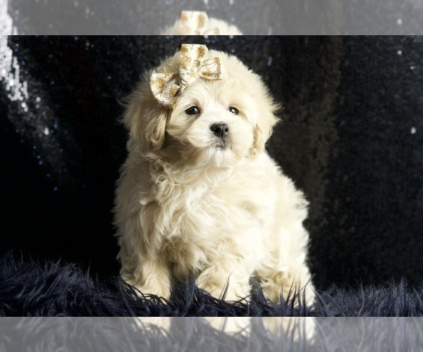Medium Photo #73 Maltipoo Puppy For Sale in WARSAW, IN, USA