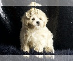 Small #5 Maltipoo