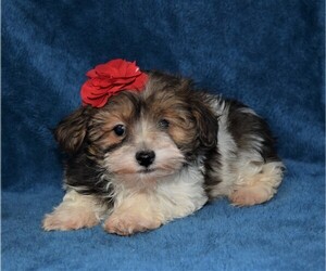 Poodle (Toy)-Yorkshire Terrier Mix Puppy for sale in BARNESVILLE, KS, USA