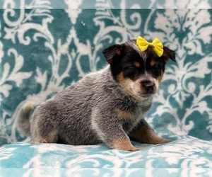 Australian Cattle Dog Puppy for sale in LAKELAND, FL, USA