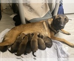 Small Photo #13 Malinois Puppy For Sale in BRONX, NY, USA