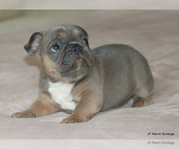 Medium Photo #10 French Bulldog Puppy For Sale in WINNSBORO, TX, USA