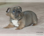 Small #9 French Bulldog