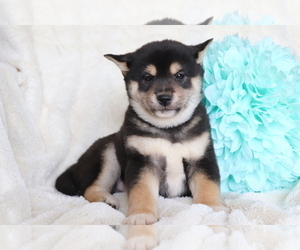 Shiba Inu Puppy for sale in SHILOH, OH, USA