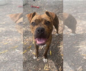 Boxer-Unknown Mix Dogs for adoption in Elmsford, NY, USA