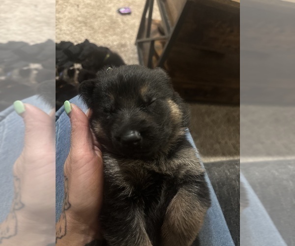 Medium Photo #1 German Shepherd Dog Puppy For Sale in SOUTH EASTON, MA, USA