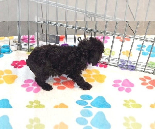 Medium Photo #6 Cockapoo (Toy)-Poodle (Toy) Mix Puppy For Sale in ORO VALLEY, AZ, USA
