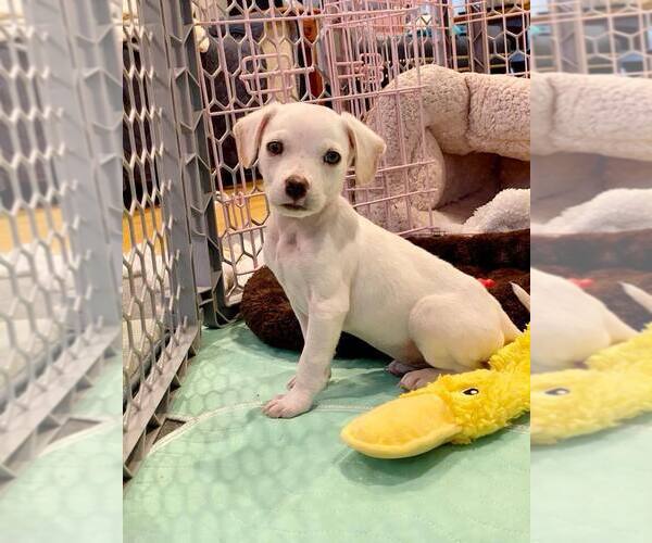 Medium Photo #8 Mutt Puppy For Sale in New York, NY, USA