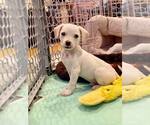 Small #7 Mutt