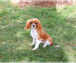 Small #2 Cavalier King Charles Spaniel