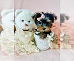 Small #26 Yorkshire Terrier
