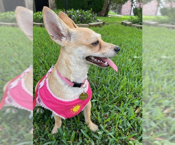 Medium Photo #3 Chiweenie Puppy For Sale in Missouri City, TX, USA