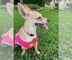 Small #2 Chiweenie