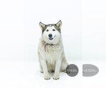 Small #1 Siberian Husky