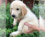 Small Photo #6 Golden Retriever Puppy For Sale in ROSANKY, TX, USA