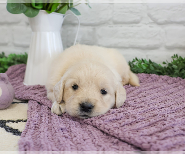 Medium Photo #1 English Cream Golden Retriever Puppy For Sale in SYRACUSE, IN, USA