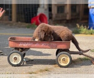 Medium Newfoundland