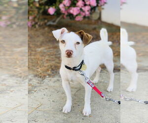 Kirby and Wayne - Male Mutt Dog for Adoption - Photo #3
