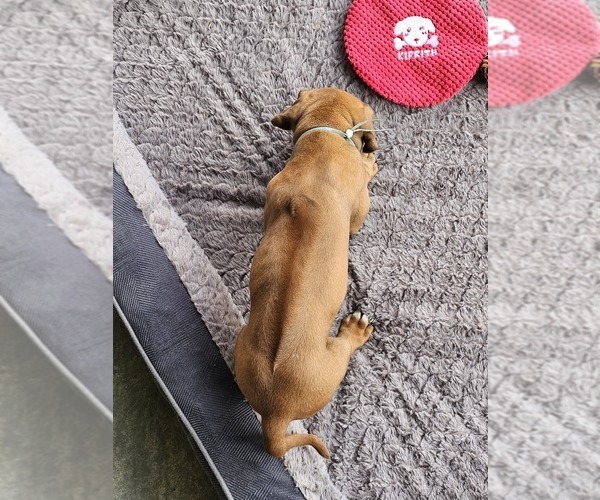 Medium Photo #4 Rhodesian Ridgeback Puppy For Sale in BUMPASS, VA, USA