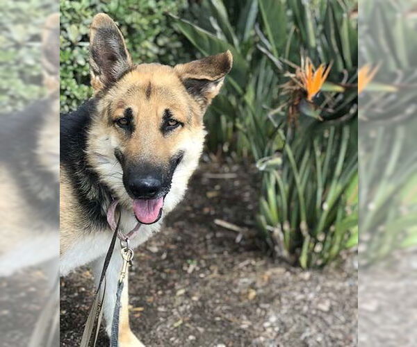 Medium Photo #2 German Shepherd Dog Puppy For Sale in San Diego, CA, USA