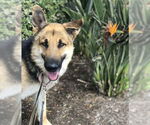 Small #1 German Shepherd Dog