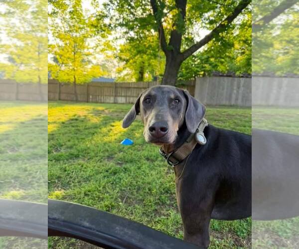 Medium Photo #2 Doberman Pinscher Puppy For Sale in Buffalo, MN, USA