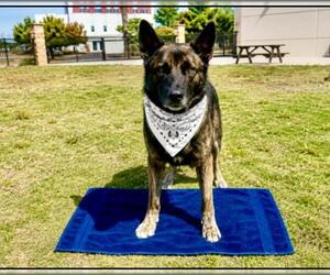 German Shepherd Dog Dogs for adoption in Orange, CA, USA