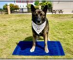 Small German Shepherd Dog
