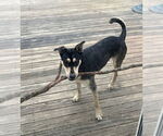 Small #2 Mutt
