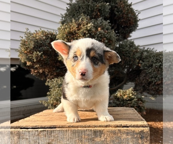 Medium Photo #4 Pembroke Welsh Corgi Puppy For Sale in MIDDLEBURY, IN, USA