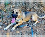 Small Photo #2 German Shepherd Dog-Unknown Mix Puppy For Sale in Chula Vista, CA, USA