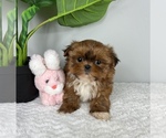 Small Photo #2 Mal-Shi Puppy For Sale in FRANKLIN, IN, USA