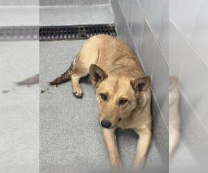 Shiba Inu-Unknown Mix Dogs for adoption in Las Vegas, NV, USA