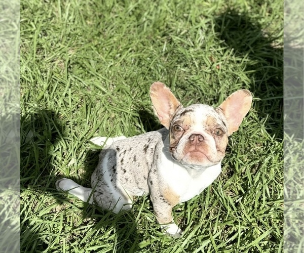 Medium Photo #1 French Bulldog Puppy For Sale in SPRING HILL, FL, USA