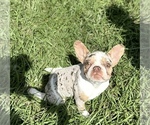 Small Photo #1 French Bulldog Puppy For Sale in SPRING HILL, FL, USA