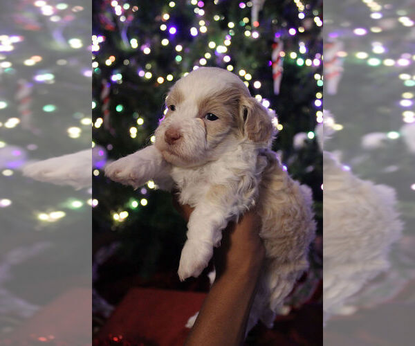 Medium Photo #3 Poovanese Puppy For Sale in LOUISVILLE, KY, USA