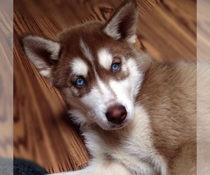 Mother of the Siberian Husky puppies born on 08/30/2019