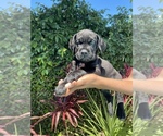 Small Photo #4 Cane Corso Puppy For Sale in NORTHRIDGE, CA, USA