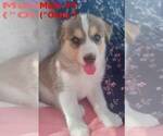 Small #10 German Shepherd Dog-Siberian Husky Mix