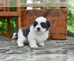 Small #3 Shih Tzu