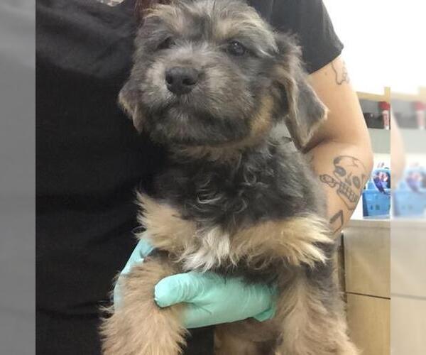 Medium Photo #1 Mutt Puppy For Sale in Riverside, CA, USA