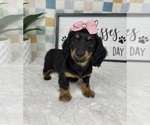 Small #4 Dachshund