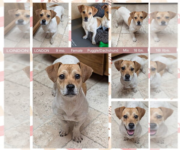 Medium Photo #1 Bassugg Puppy For Sale in Mesa, AZ, USA