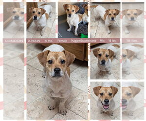 Bassugg Dogs for adoption in Mesa, AZ, USA