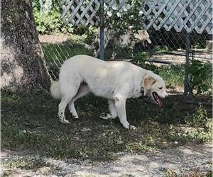Great Pyrenees-Unknown Mix Dogs for adoption in San Antonio, TX, USA