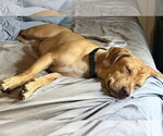 Small #3 Basset Hound Mix