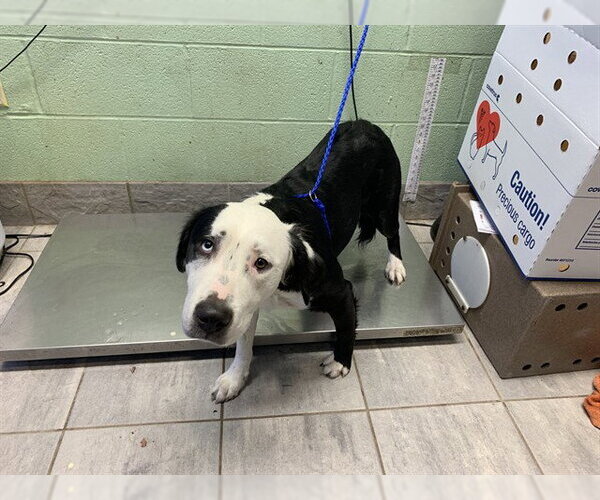 Medium Photo #1 Border Collie-Unknown Mix Puppy For Sale in Grand Prairie, TX, USA