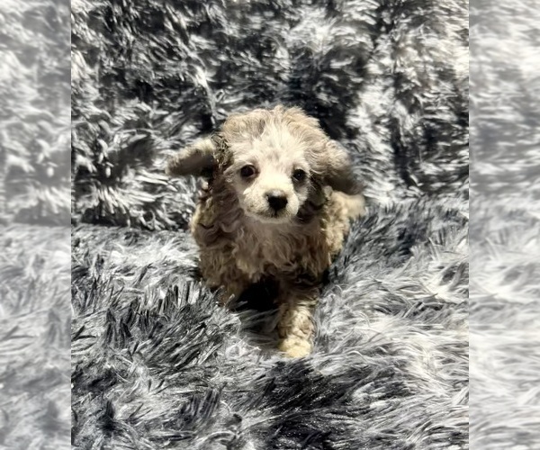 Medium Photo #3 Poodle (Toy) Puppy For Sale in BELTON, MO, USA